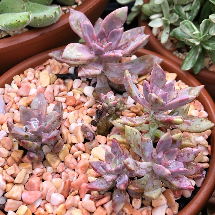 Plant image Graptopetalum Claret