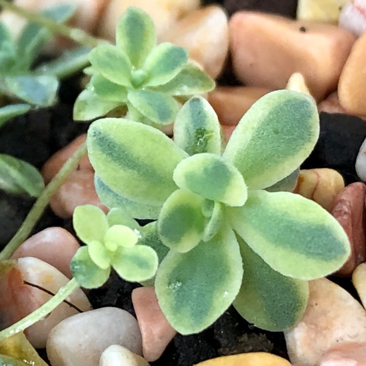 Plant image Orostachys Boehmeri Variegata