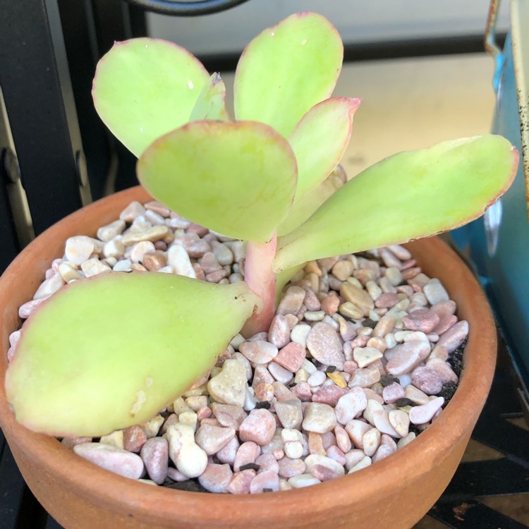 Plant image Echeveria Lemon Twist