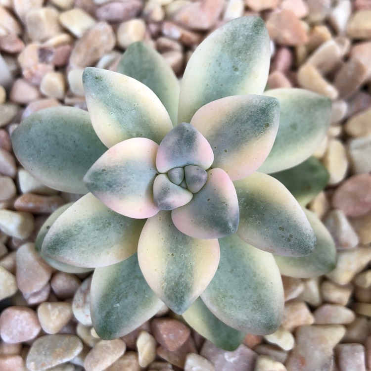 Plant image Graptopetalum Mendozae Variegata