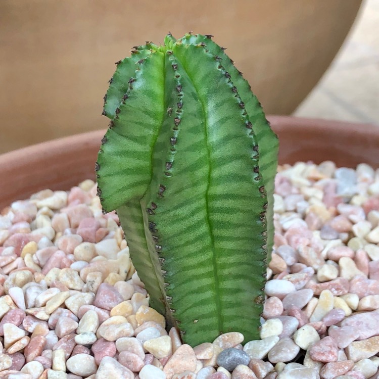 Plant image Euphorbia anoplia