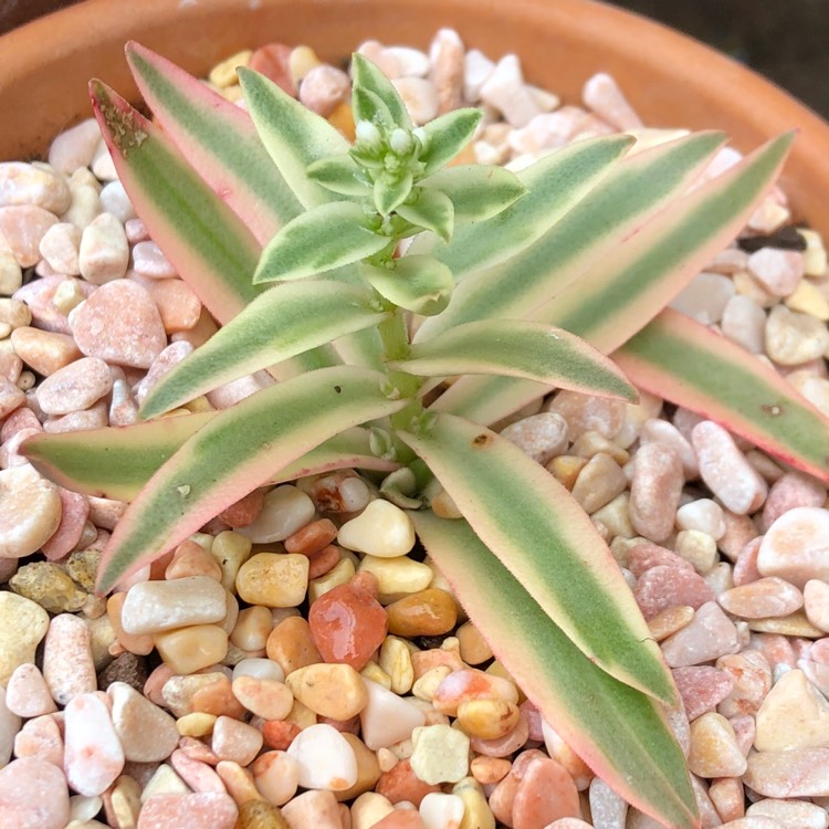 Plant image Crassula Capitella Variegata