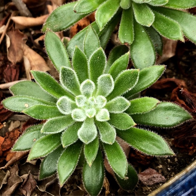 Plant image Echeveria Set Oliver