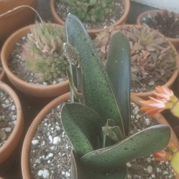 Plant image Gasteria croucheri