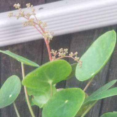 Pilea peperomioides