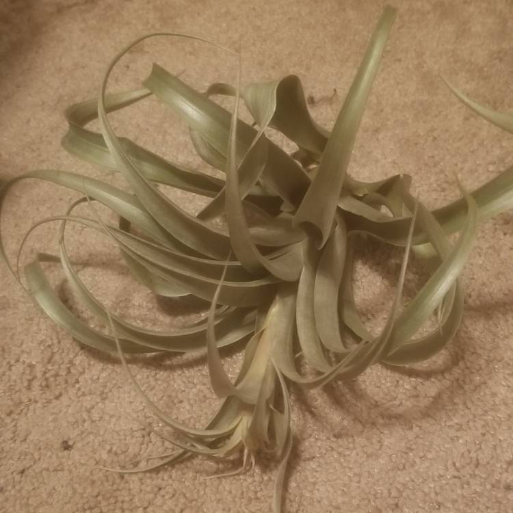 Plant image Tillandsia sphaerocephala