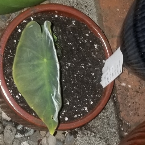 Plant image Colocasia esculenta 'Illustris'