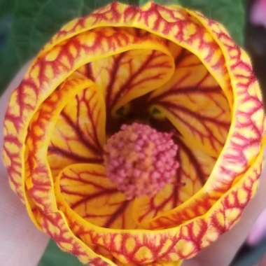 Abutilon 'Tiger Eye'