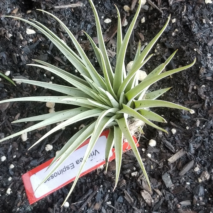 Plant image Tillandsia espinosae syn. Vriesea espinosae