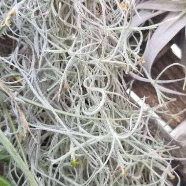 Tillandsia usneoides