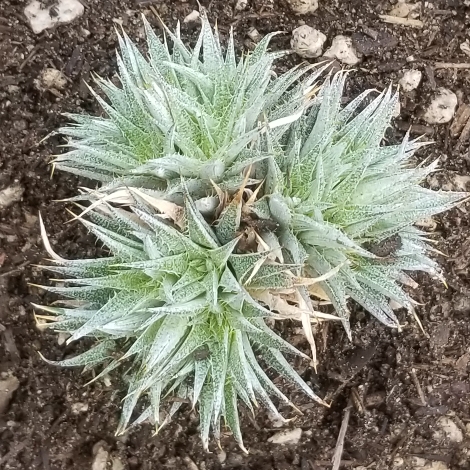 Plant image Deuterocohnia brevifolia