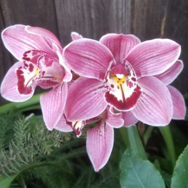 Cymbidium