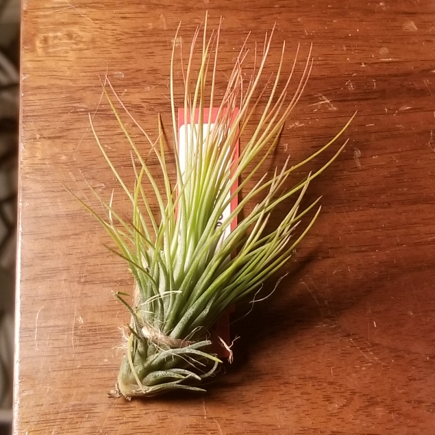 Plant image Tillandsia andreana