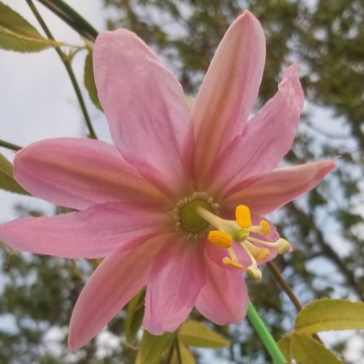 Plant image Passiflora mollissima