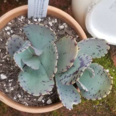 Kalanchoe 'Marmorata'