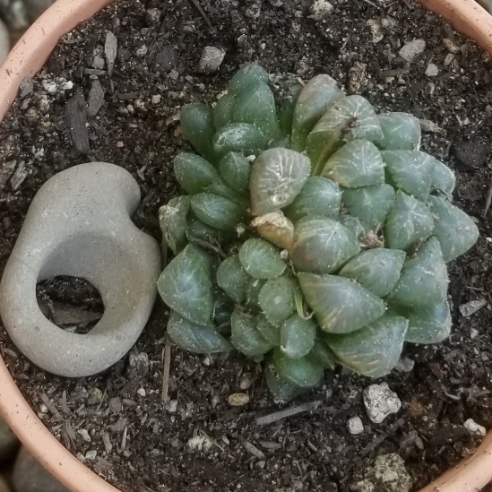 Plant image Haworthia cooperi var. 'Obtusa'