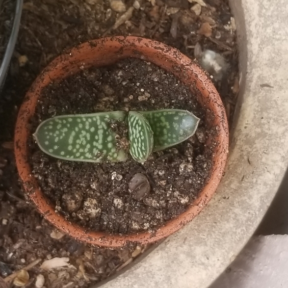 Plant image Gasteria pillansii