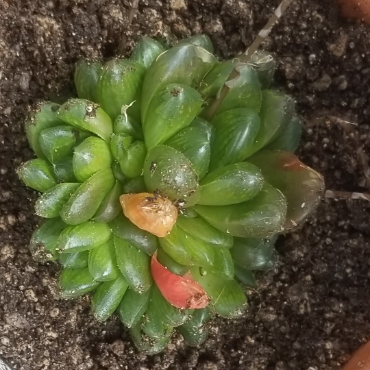 Plant image Haworthia cooperi var. truncata 