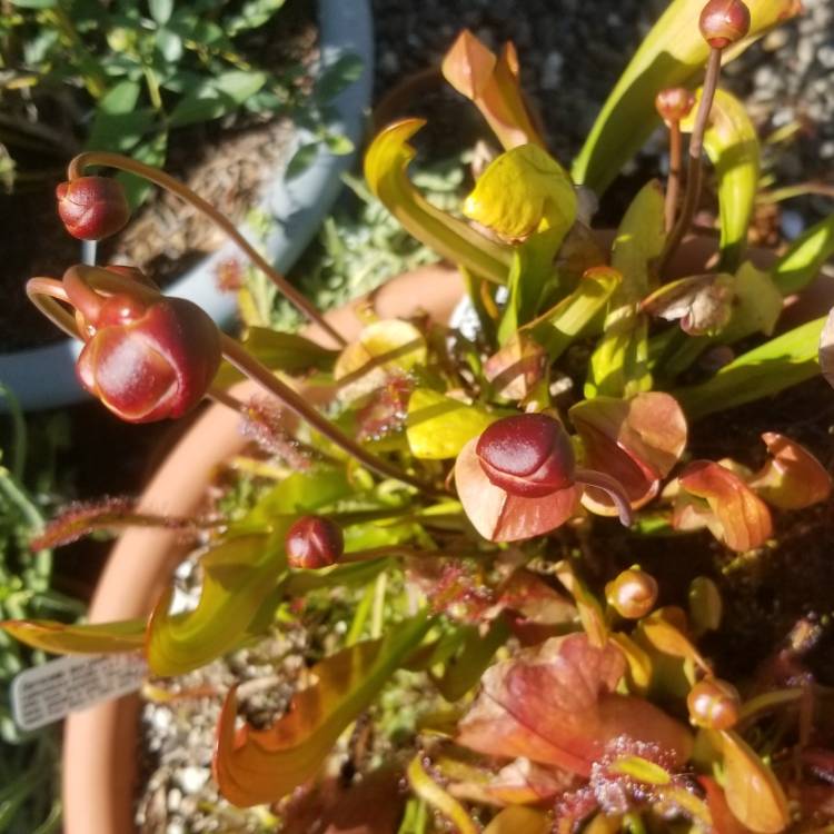 Plant image Sarracenia 'Bug Bat'