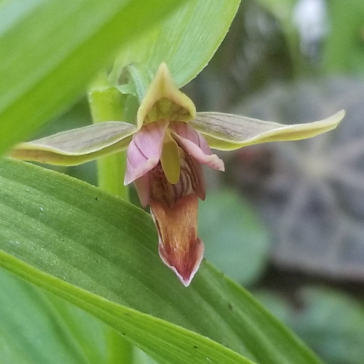 Plant image Epipactis gigantea