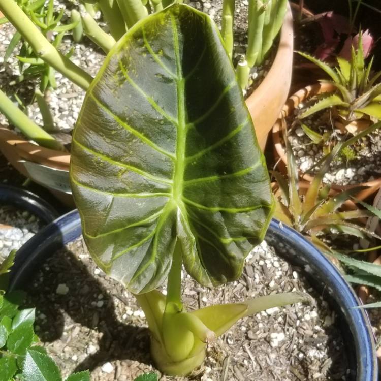 Plant image Alocasia macrorrhizos