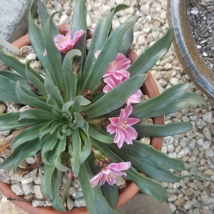 Plant image Lewisia cotyledon 'Sunset'