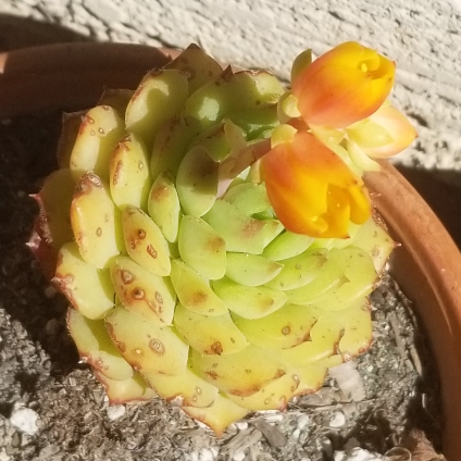 Plant image Echeveria Dondo