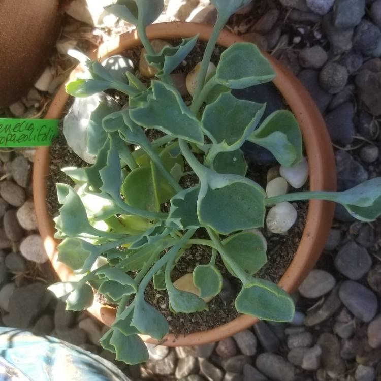 Plant image Senecio tropaeolifolius