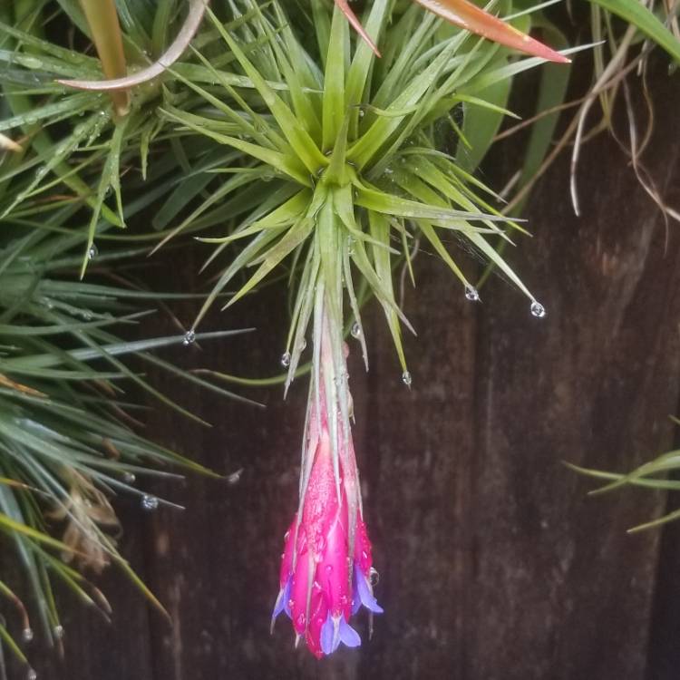 Plant image Tillandsia bergeri