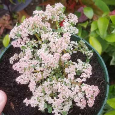 Pilea microphylla 'Variegata'