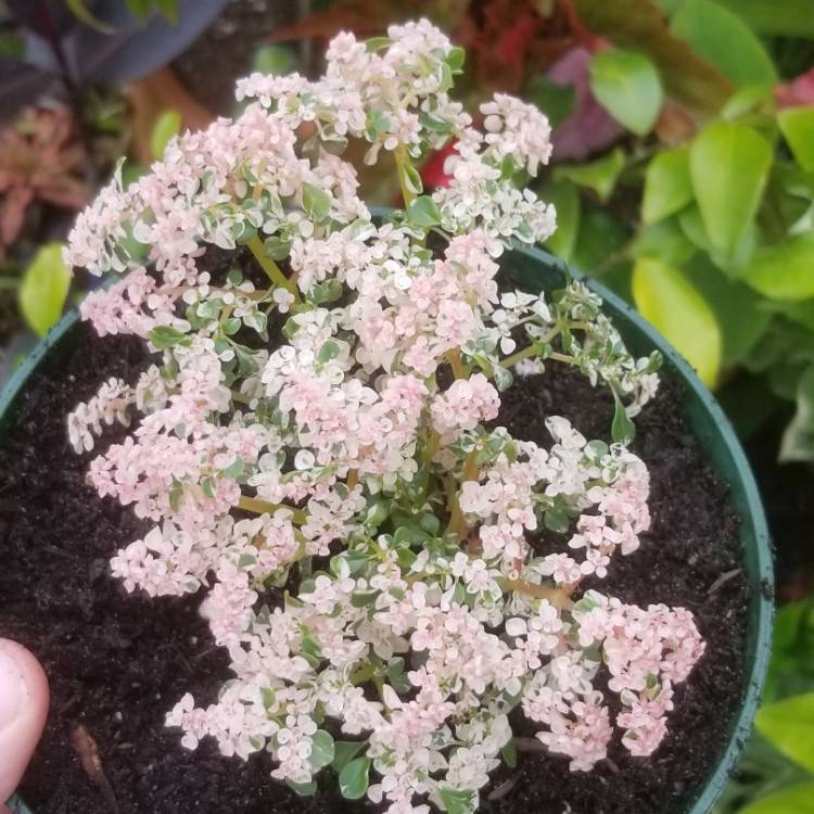 Plant image Pilea microphylla 'Variegata'