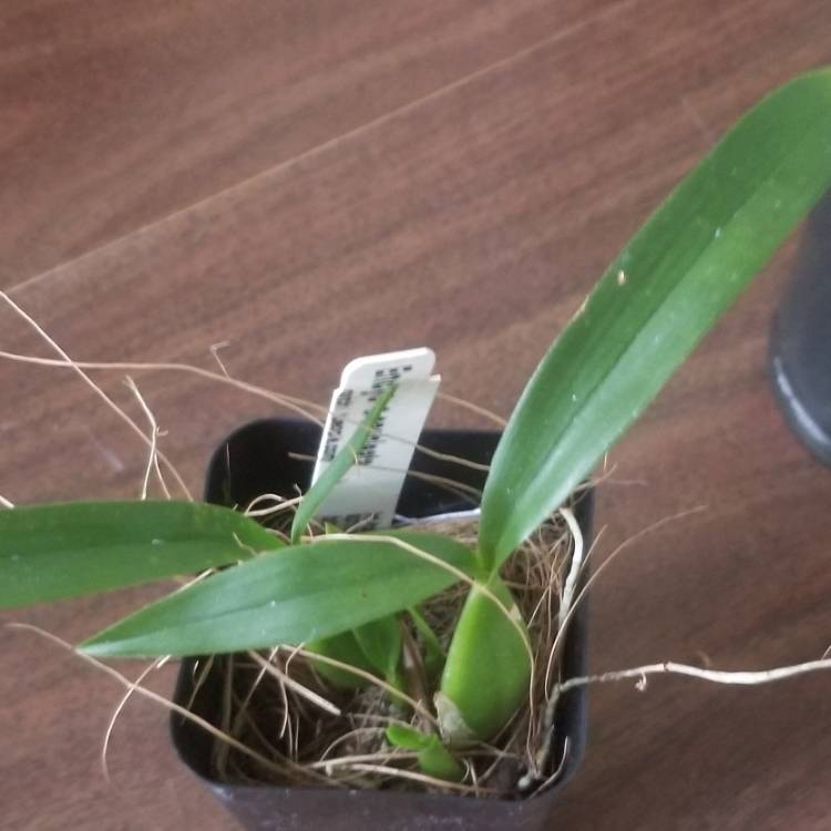 Plant image Encyclia cochleata