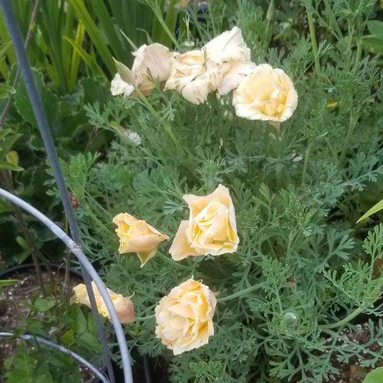 Plant image Eschscholzia californica 'Chiffon Mix' (Thai Silk Series)