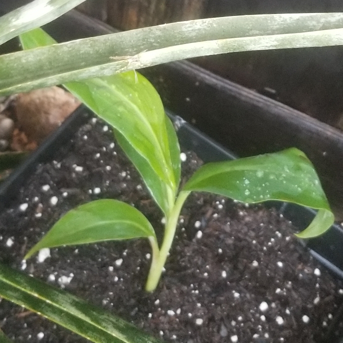 Plant image Musa acuminata x balbisiana 'Blue Java'