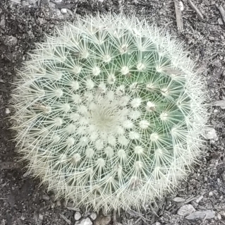 Plant image Mammillaria columbiana