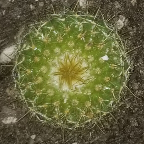 Plant image Parodia Warasii syn. Notocactus Warasii