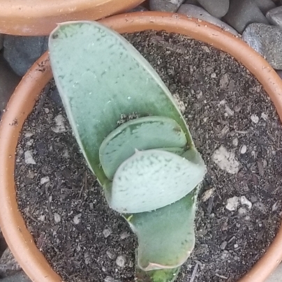 Plant image Gasteria gracilis f.variegata