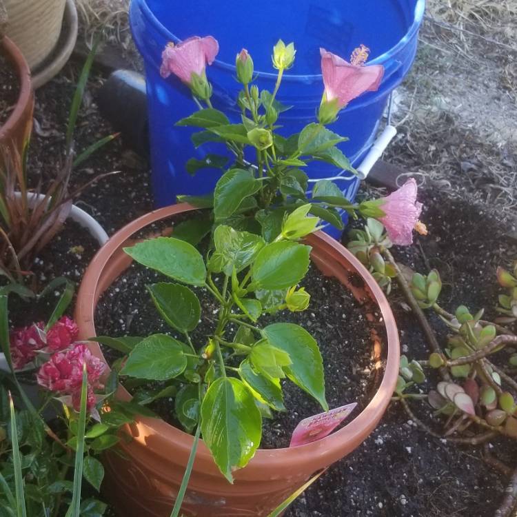 Plant image Hibiscus Rosa-Sinensis 'Hawaiian Punch'