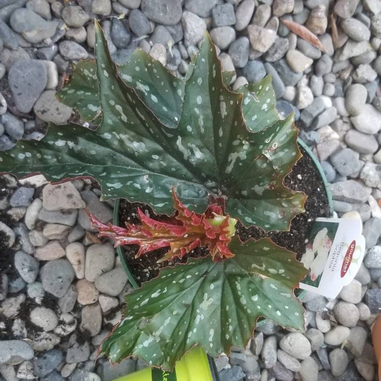 Plant image Begonia 'Sophie Cecile'