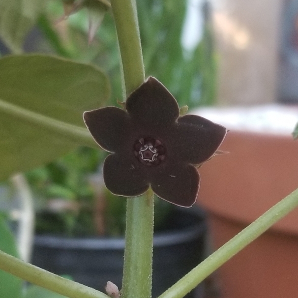 Plant image Matelea Cyclophylla