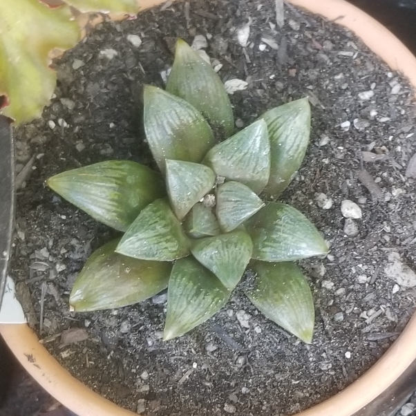 Plant image Haworthia mirabilis 'Badia'