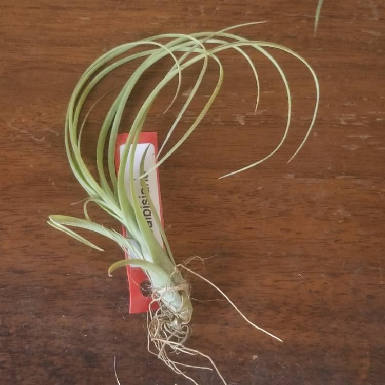 Plant image Tillandsia balbisiana