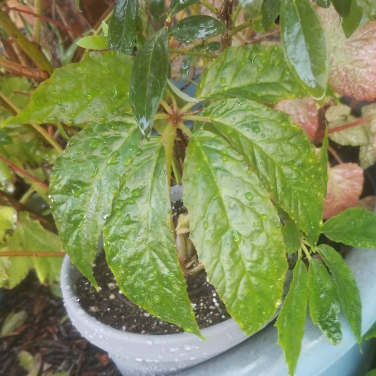 Plant image Begonia carolineifolia