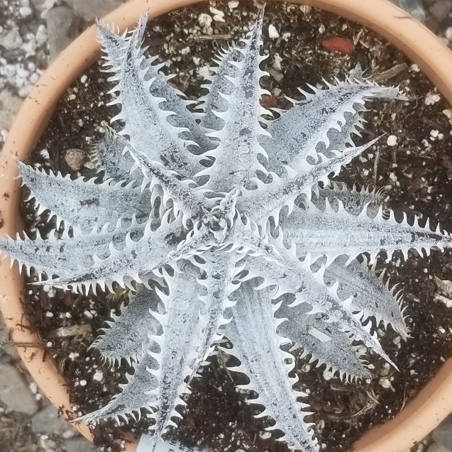 Plant image Dyckia Marnier-Lapostollei