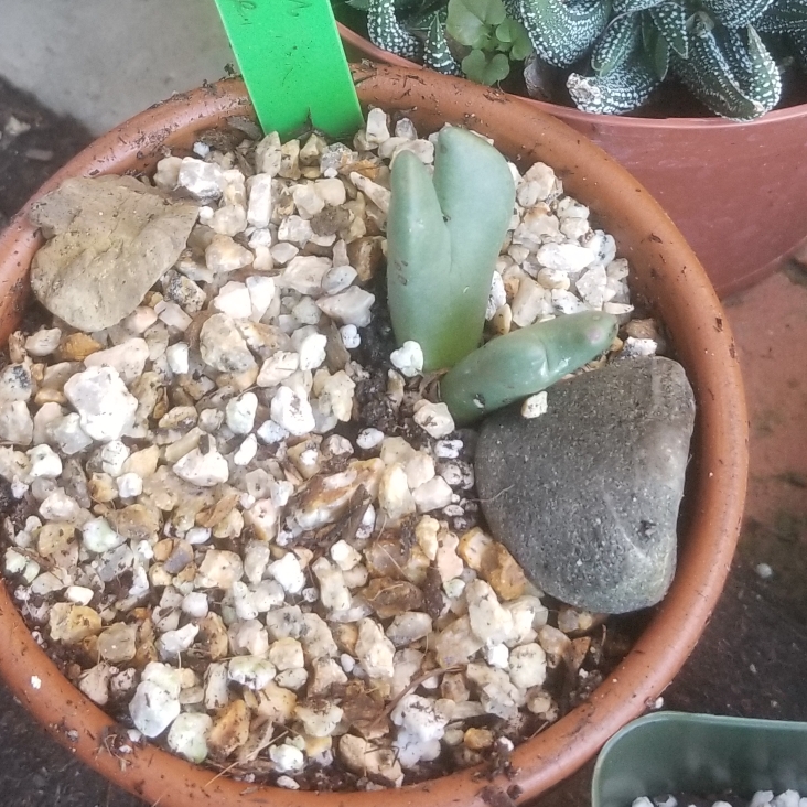 Plant image Conophytum bilobum syn. Derenbergia biloba, Mesembryanthemum bilobum