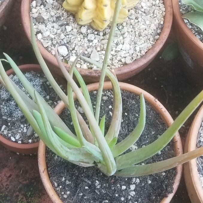 Plant image Bulbine frutescens