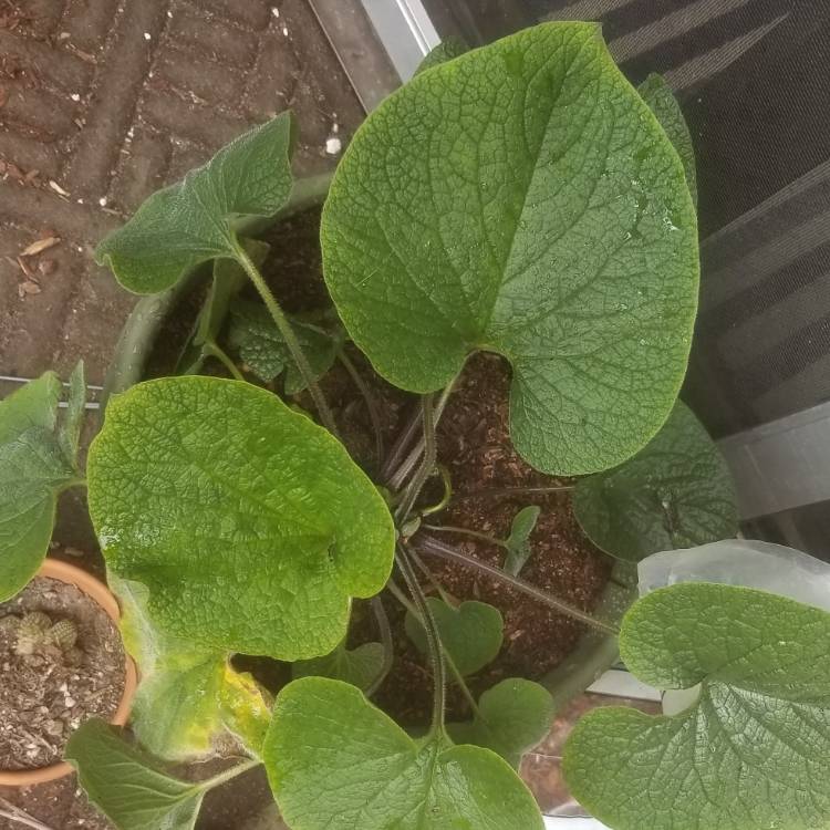 Plant image Brunnera macrophylla