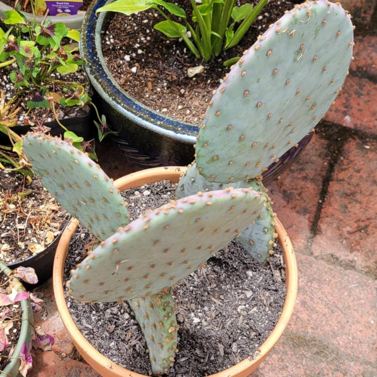 Plant image Opuntia gosseliniana var. 'Santa Rita'