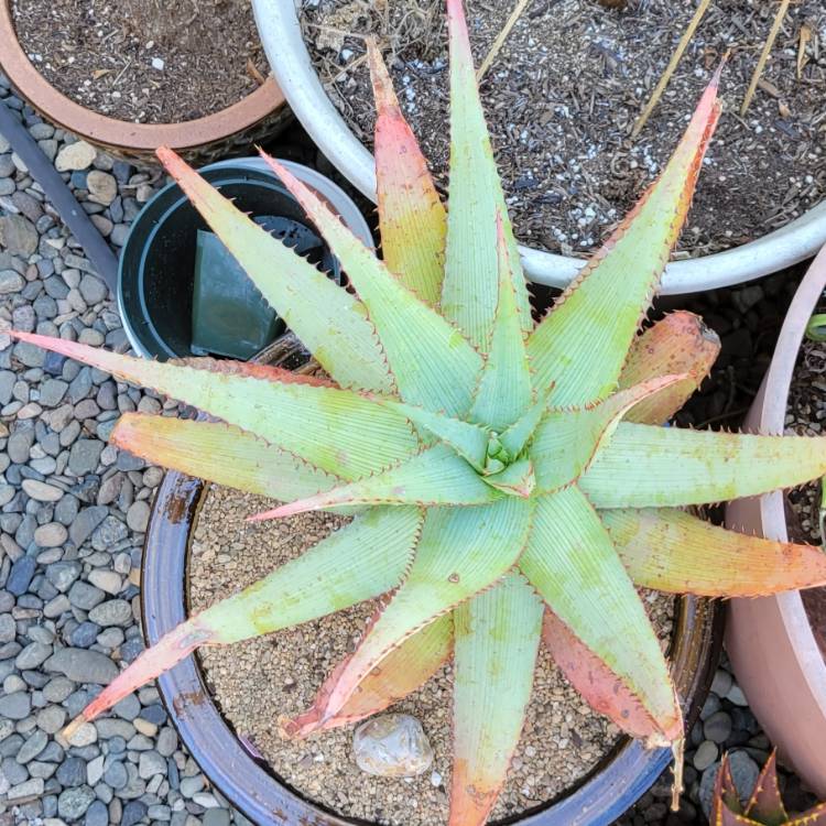 Plant image Aloe glauca