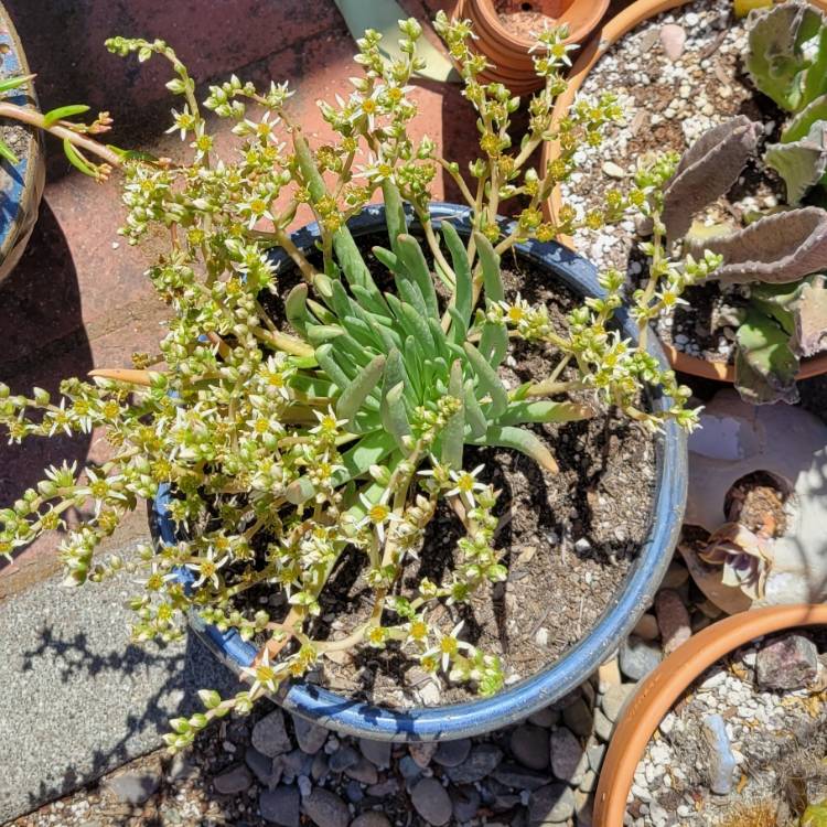 Plant image Dudleya edulis